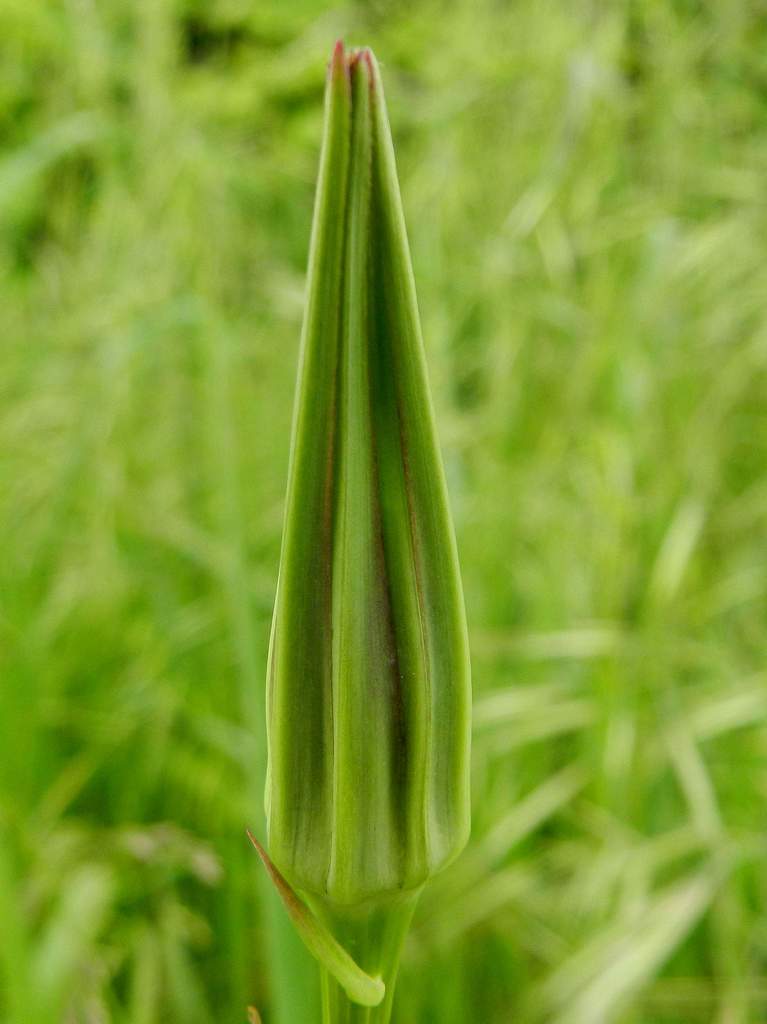 Tragopogon porrifolius / Barba di Becco violetta